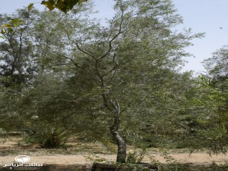 image name