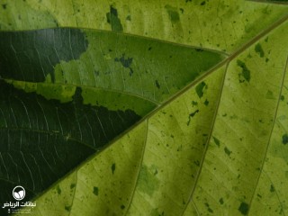image name