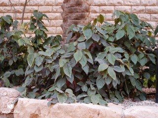 image name