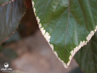 image name