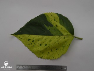 image name