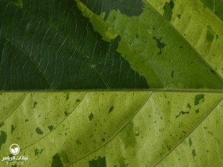image name