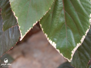image name