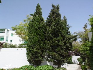 image name