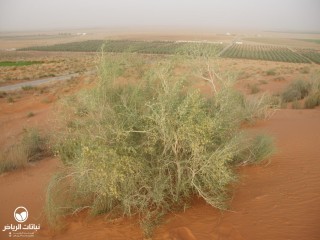 image name