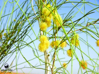 image name
