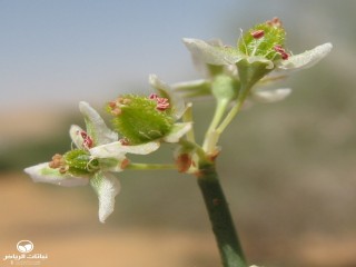 image name