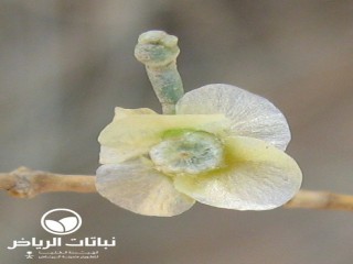 image name