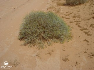 image name