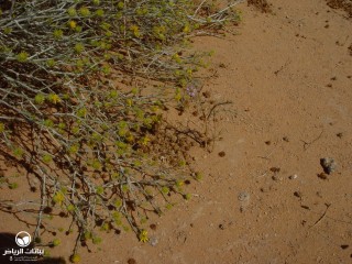 image name