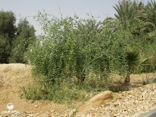 image name