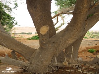 image name