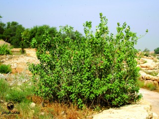 image name