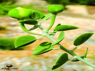 image name