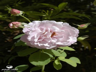 image name