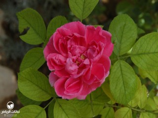 image name