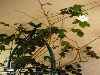 image name