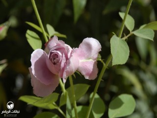 image name