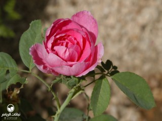 image name