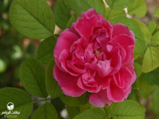 image name