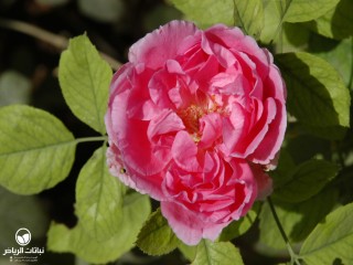 image name