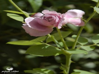 image name