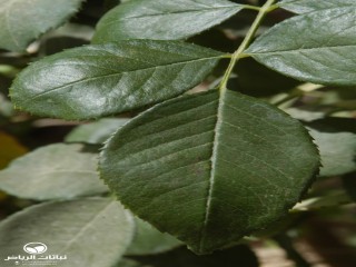 image name
