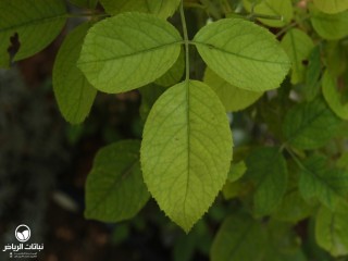 image name