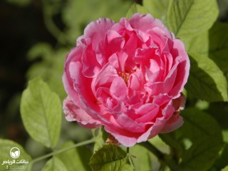 image name