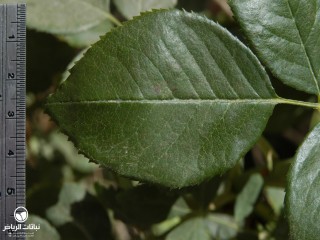 image name