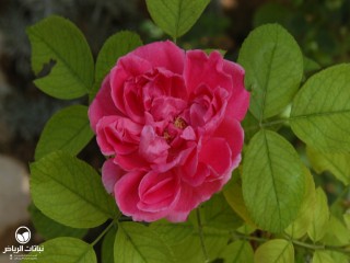 image name