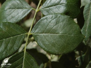 image name