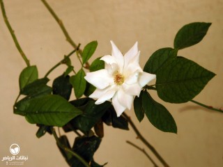 image name