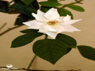image name