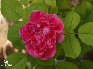image name