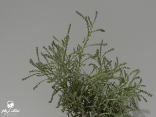 image name