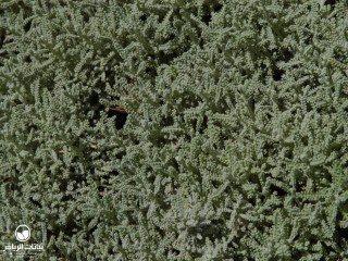 image name