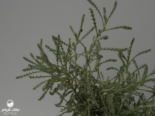 image name