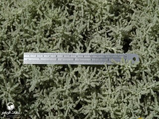 image name