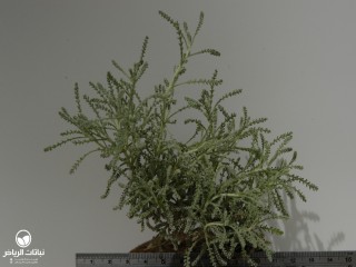 image name