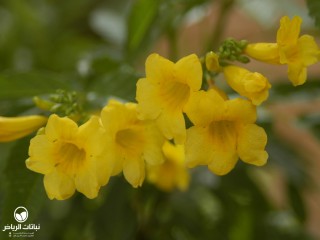image name