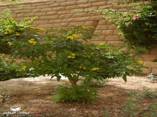 image name
