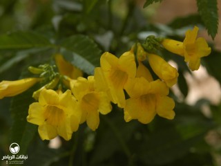 image name