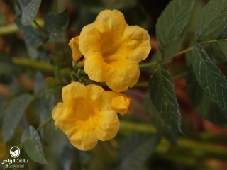 image name