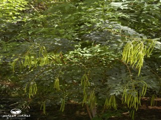image name