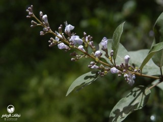 image name