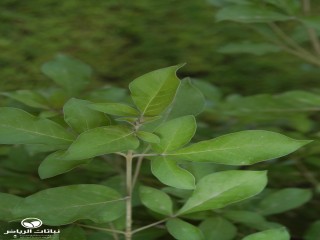 image name