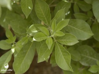image name