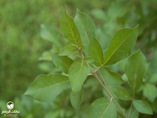 image name
