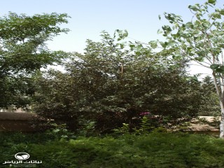 image name